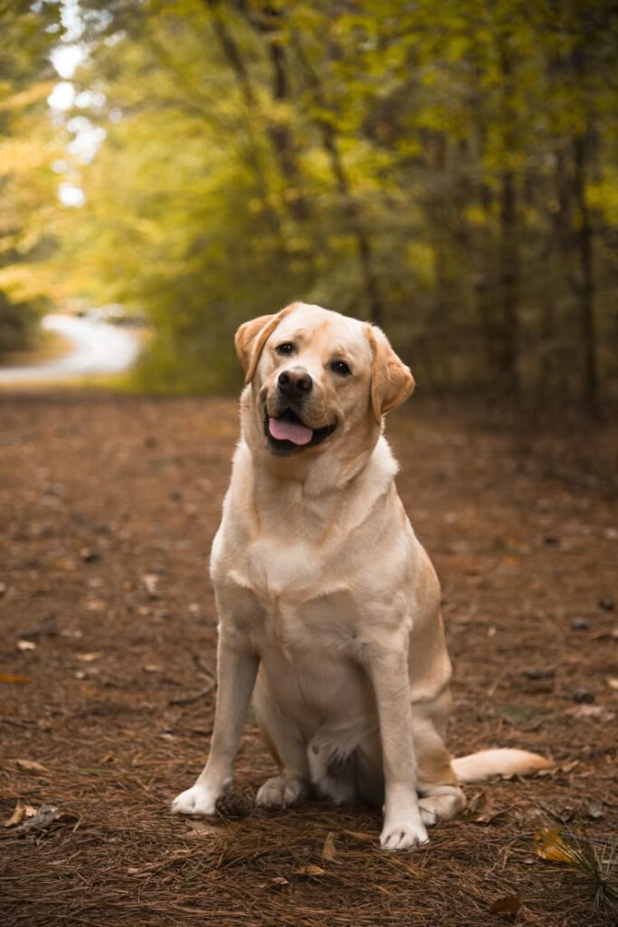 Labrador Retriever sitting on a forest trail with a happy expression, surrounded by trees with autumn-colored leaves.