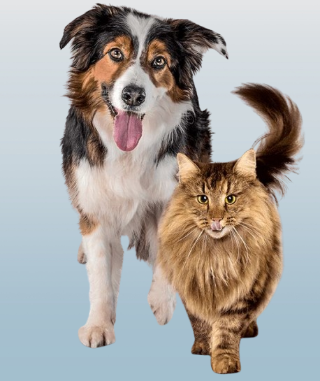 Fit and well-groomed dog and cat – pet health and grooming care