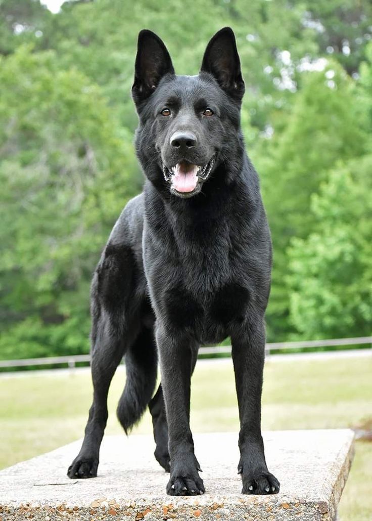 Black German Shepherd standing confidently on a stone platform with a green forest background.