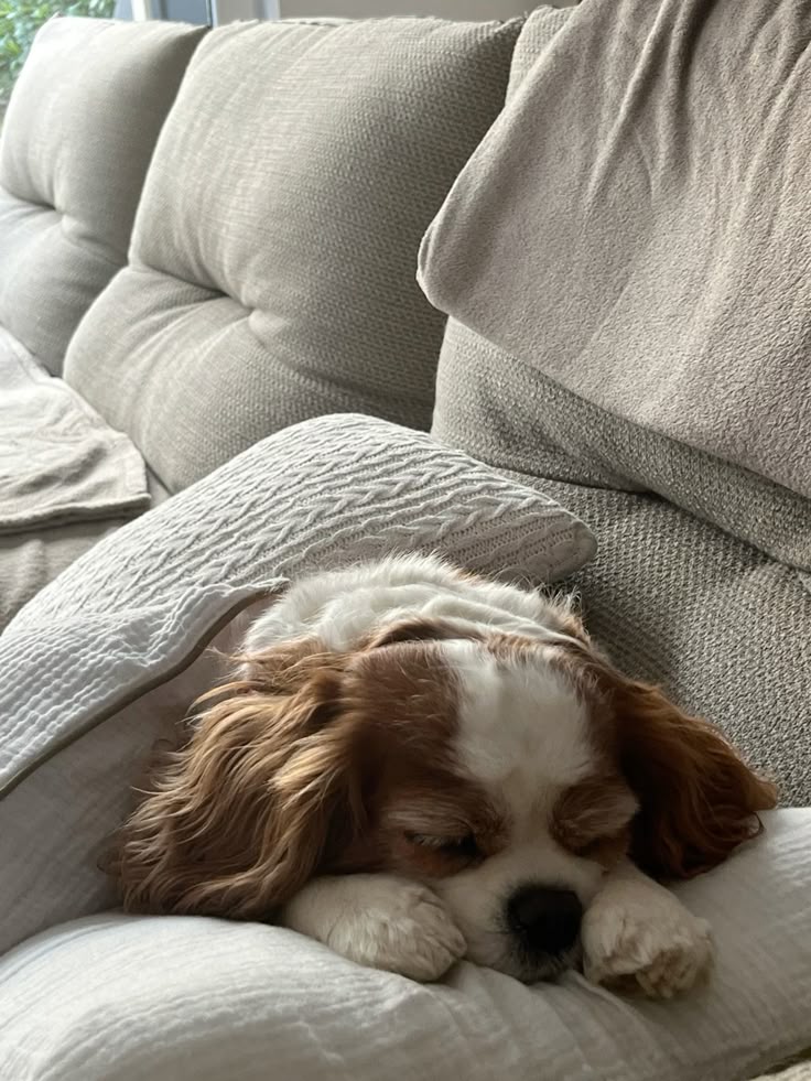 New pet resting in a cozy corner
