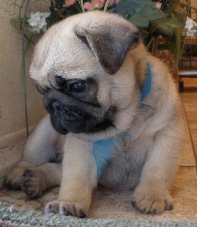 Cute Pug dog sitting on a couch with a happy expression