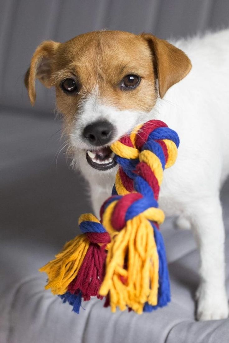 Small brown and white dog holding a colorful braided rope toy in its mouth.