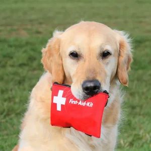 Golden Retriever holding a red pet first aid kit in its mouth while standing on grass.