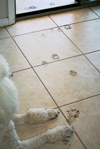 Dog owner cleaning muddy paws with paw washer after walk