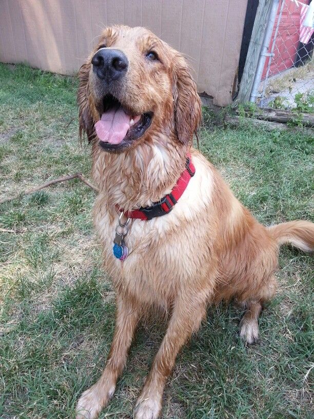 A wet Golden Retriever being towel-dried indoors on a rainy day.