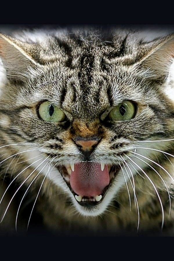 Angry cat with arched back and hissing face showing signs of fear-based aggression