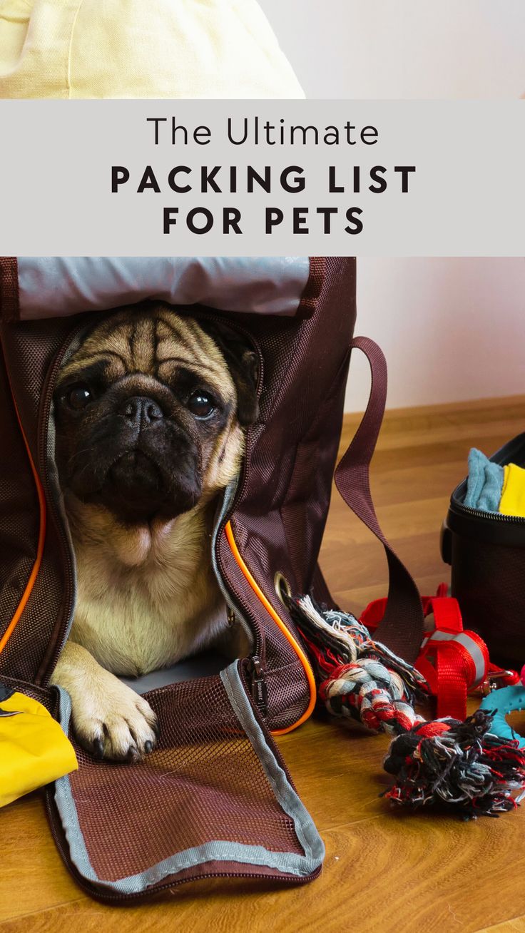 A pug sitting inside an open pet travel bag with toys and supplies scattered around.