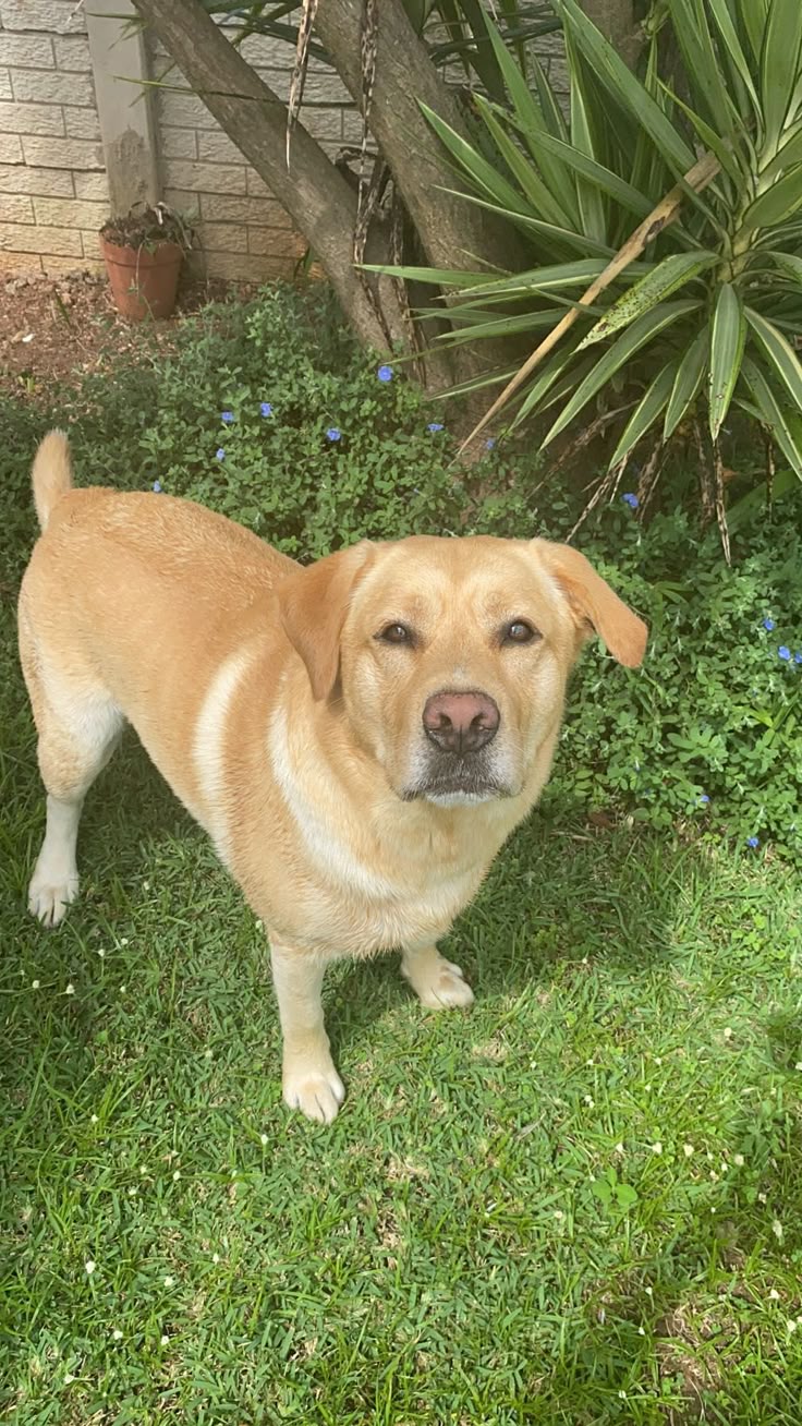 Labrador Retriever adult standing in the grass