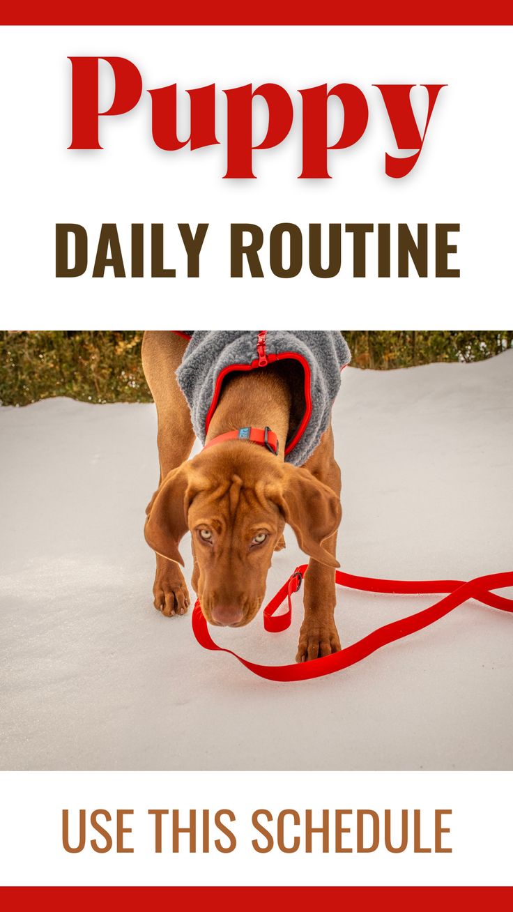 Brown puppy wearing a gray and red fleece jacket standing on snow with a red leash, with text reading "Puppy Daily Routine – Use This Schedule