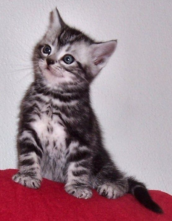 Adorable grey and black striped kitten with blue eyes sitting on a red surface.