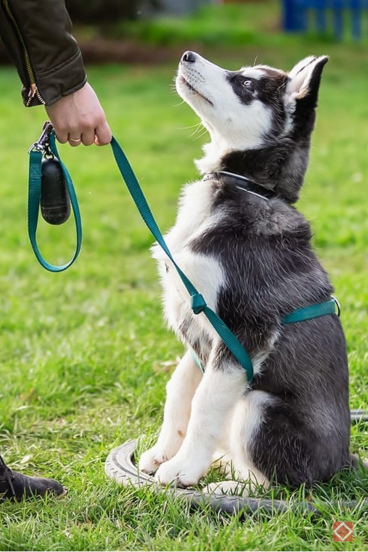 Siberian Husky puppy wearing a teal harness sitting on grass and looking up at its trainer holding a leash.