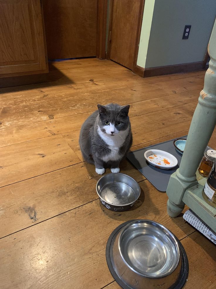 Sad cat ignoring food in bowl