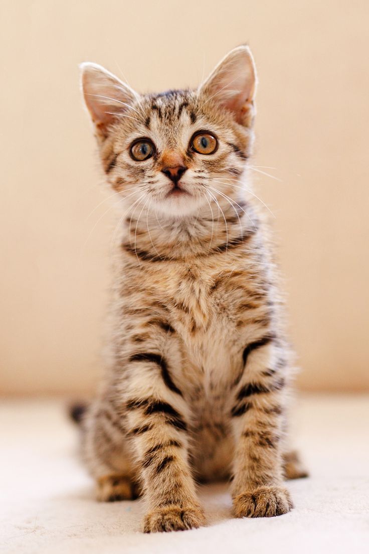Adorable tabby kitten sitting upright and looking curiously at the camera