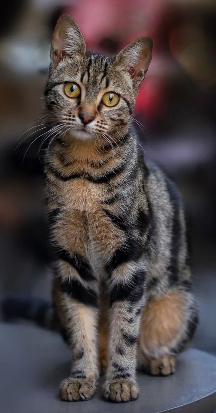 Alert and healthy tabby cat with bright golden-yellow eyes, sitting calmly and looking directly at the camera with a curious expression.
