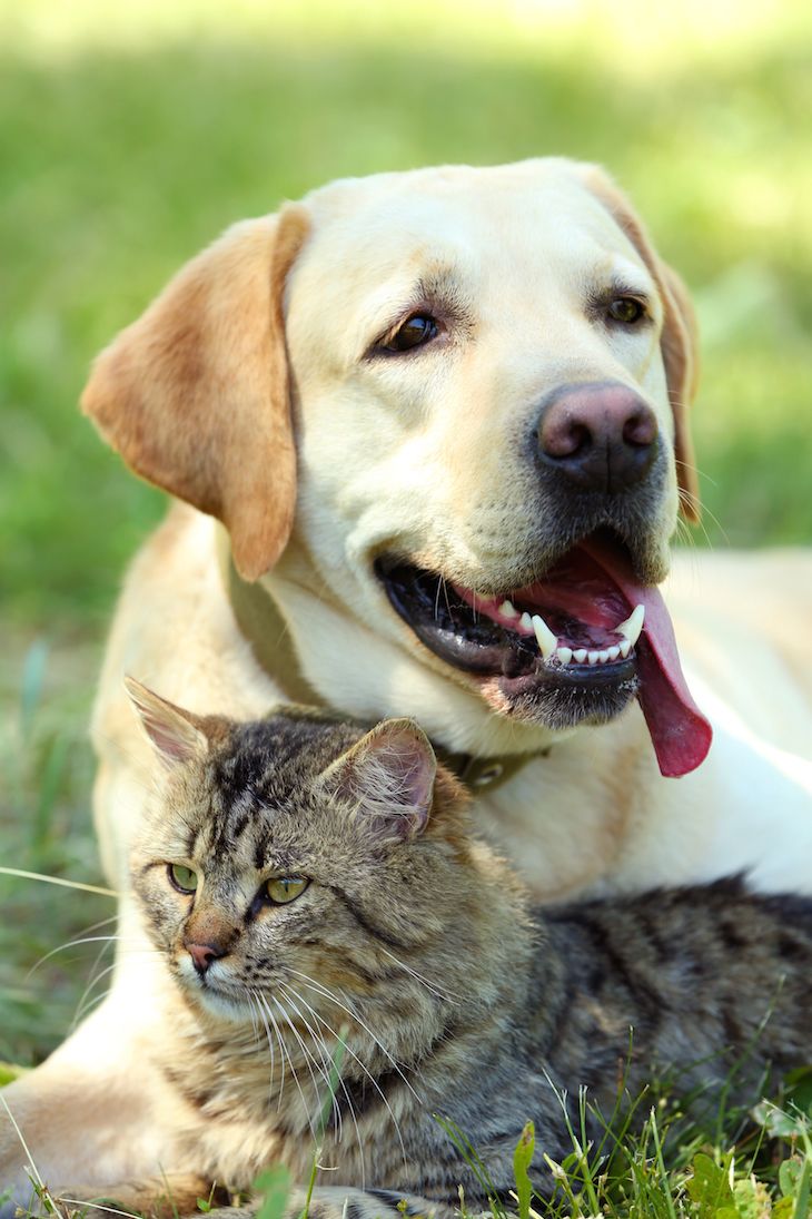 Golden Labrador retriever lying in the grass with a fluffy tabby cat cuddled closely beside it.