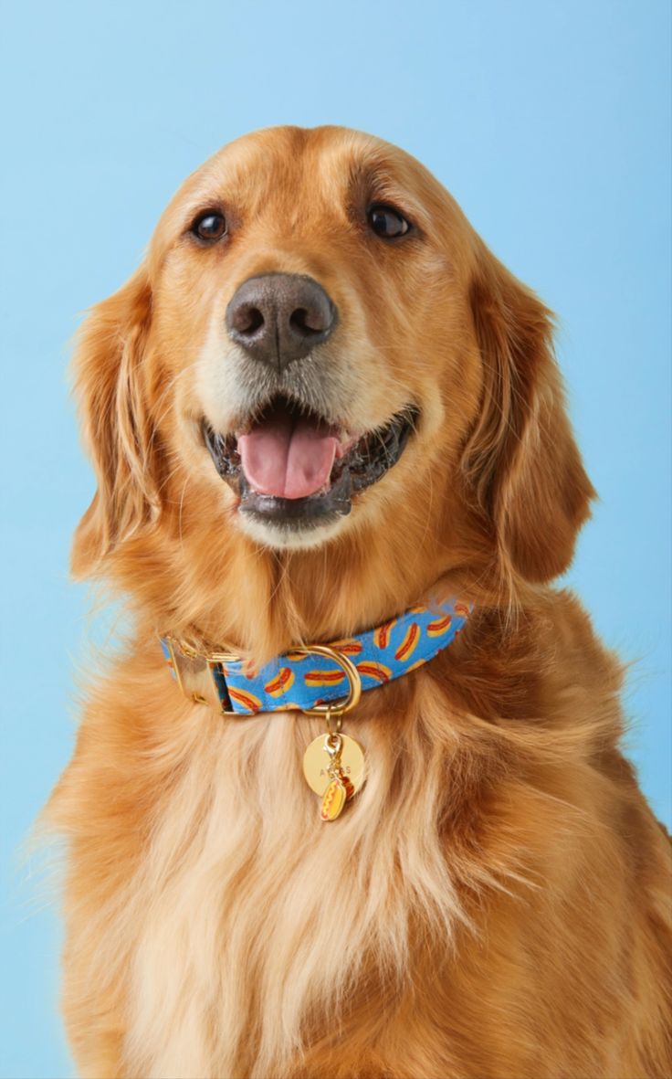 Golden Retriever wearing a blue collar with a hot dog pattern, posing happily against a light blue background.