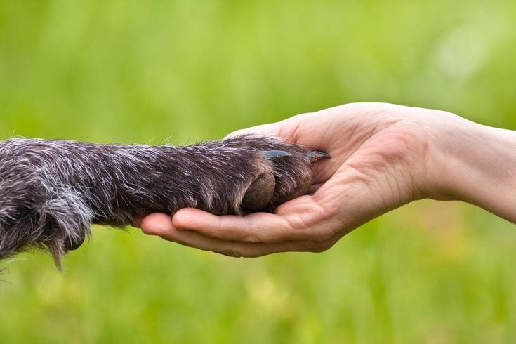 A human hand gently holding a dog’s paw, symbolizing trust and emotional connection.