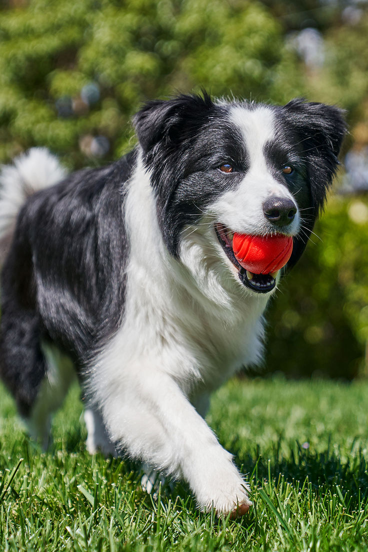 Black and white dog playing with a red ball on green grass.