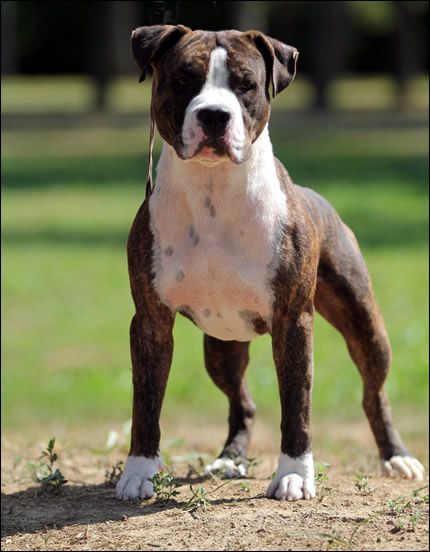 Brindle Pitbull standing confidently on grass with white markings on chest and paws